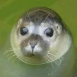 Walruse