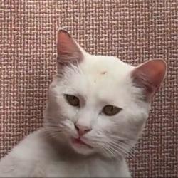 ANNOYED