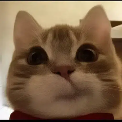 ted