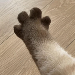 PAWS