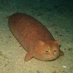 catfish