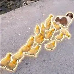 HERD