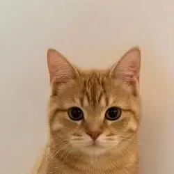 neko