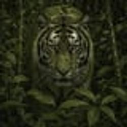 TIGER / SOL