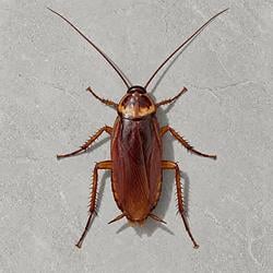 Cockroach logo