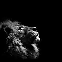 Lion / SOL