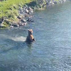 BEARWALK / SOL