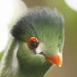 fiona