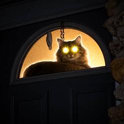 lasercat