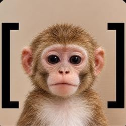 [ape]