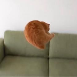 Jumpcat