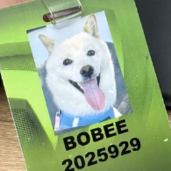 Bobee the Senior Puppy