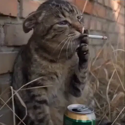 catwifcig