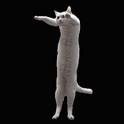 LONGCAT