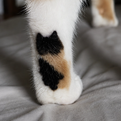 CATTOO