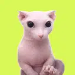 BINGUS