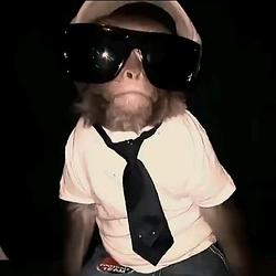 monkey shi
