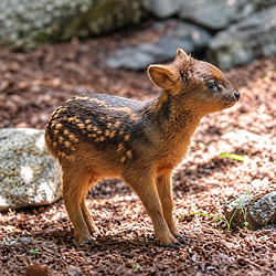Pudu