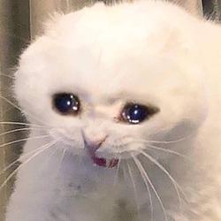 SADCAT