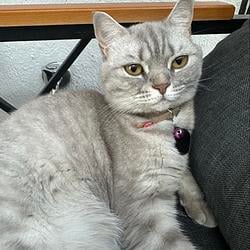 MASHA