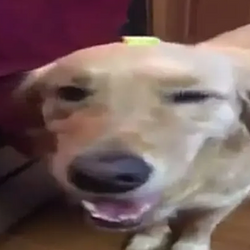 sol