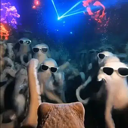 Octopus / SOL