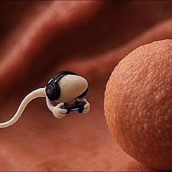 fetus