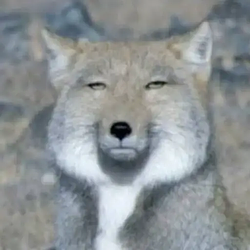 FOX / SOL