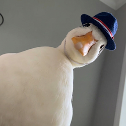 DUCK / SOL