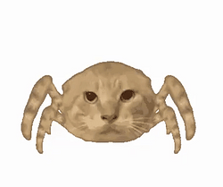 CATSPIDER / SOL