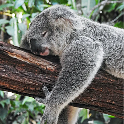 KOALA