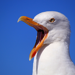 Seagull / SOL