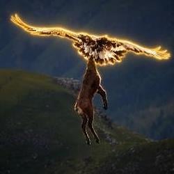 Eagle / SOL