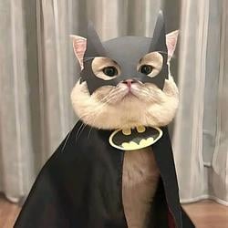 meows
