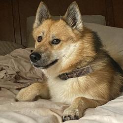 DOGE2