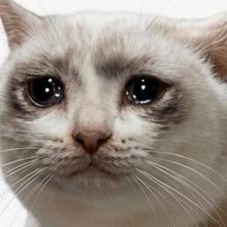 SADCAT / SOL