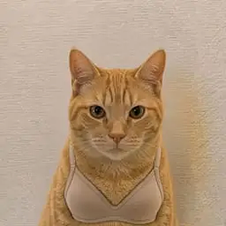 BRACAT