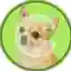 CHIHUAHUA / SOL