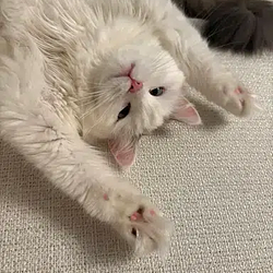 MAO
