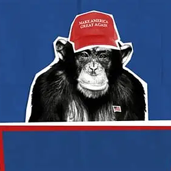 TRUMPANZEE / SOL