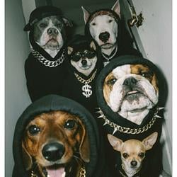 dawg
