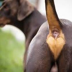 Toto