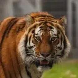 AMUR