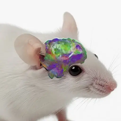 Xenocortical Mouse