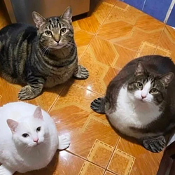 sealcat / SOL