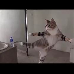 karatecat