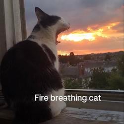 FIREBCAT