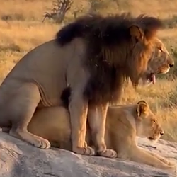 LIONCOOK