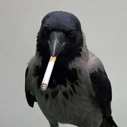 crowwifcig / SOL