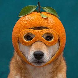 orangeinu
